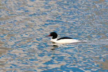 Goosander, Mergus merganser