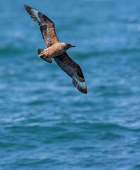 Great Skua, Stercorarius skua