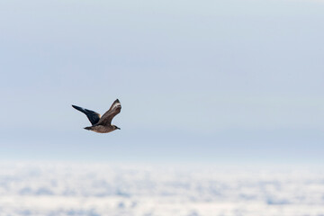 Great Skua, Stercorarius skua