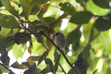 Madeira Firecrest, Regulus madeirensis