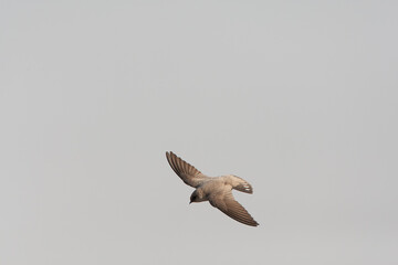 Pale Crag Martin, Ptyonoprogne obsoleta