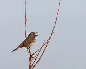 White-spotted bluethroat, Luscinia svecica cyanecula