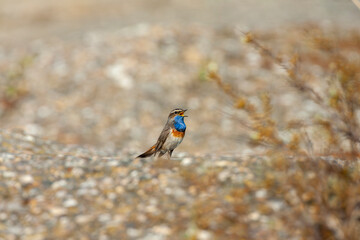 White-spotted bluethroat, Luscinia svecica cyanecula