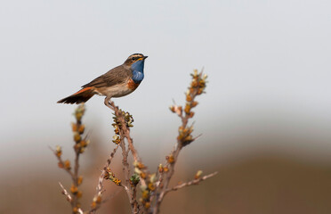 White-spotted bluethroat, Luscinia svecica cyanecula