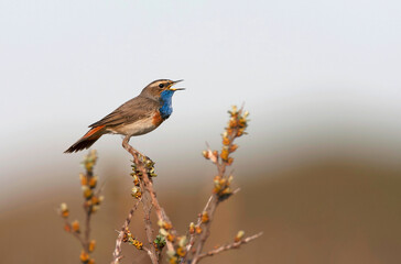 White-spotted bluethroat, Luscinia svecica cyanecula