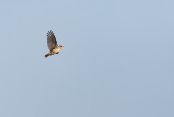 Boomleeuwerik, Wood Lark, Lullula arborea