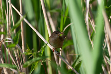 Savi's Warbler, Locustella luscinioides