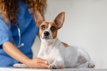 Alert dog with vet's hand on exam table