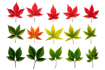 Different Small Elegant Green And Red Poinsettias Leaves On Transparent Background