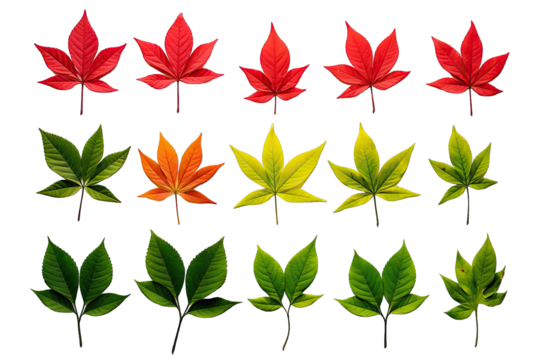 Different Small Elegant Green And Red Poinsettias Leaves On Transparent Background