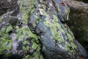 Green moss on the rock in the forest, closeup of photo