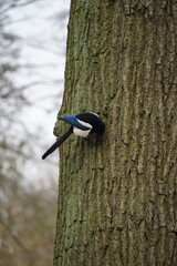 A picture clicked in Copenhagen
