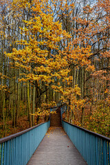 Autumn yellowed foliage of a tree over a footbridge