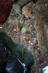Stream in the forest with stones and clear water, close-up