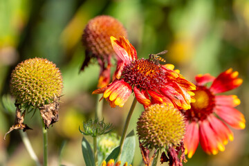 bee on flower