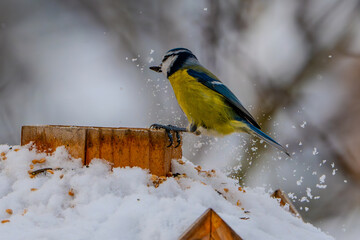 blue tit on branch