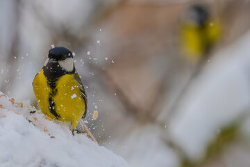 Great Tit on branch