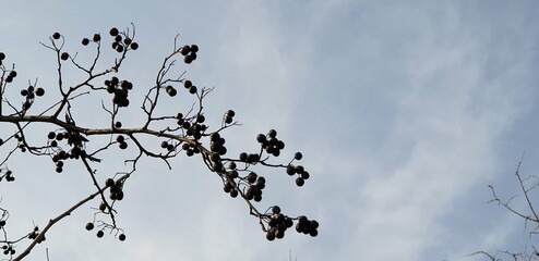 초겨울 자연 속 새들이 좋아하는 산사나무 열매 - Hawthorn berries (Crataegus pinnatifida), Black berries