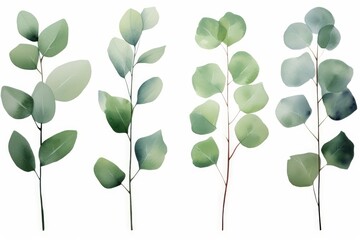 Set of watercolor green leaves eucalyptus branches. Collection botanical isolated on white background suitable for Wedding Invitation, Generative AI
