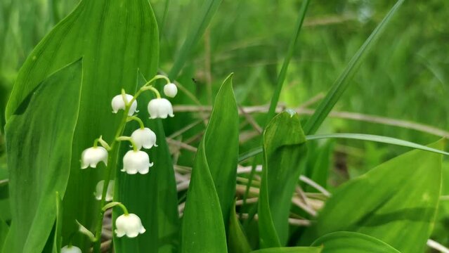 Close-up view of beautiful white Convallaria majalis (Lily of the valley or Mary's tears) flowers against green background. Soft focus. Slow motion handheld video. Beauty in nature theme.