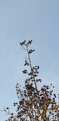초겨울 자연 속 새들이 좋아하는 산사나무 열매 - Hawthorn berries (Crataegus pinnatifida), Black berries