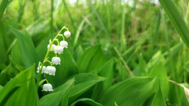 Close-up view of beautiful white Convallaria majalis (Lily of the valley or Mary's tears) flowers against green background. Soft focus. Slow motion handheld video. Beauty in nature theme.