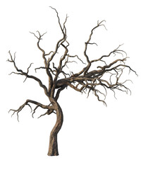 Albero con e senza foglie bianche, arancioni, verdi, gialle, rosse fondo trasparente e isolato inverno con  e senza neve	
