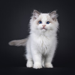Cute young blue bicolor Ragdoll cat kitten, standing up facing front. Looking straight to camera with blue eyes. Isolated on a black background.