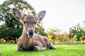 奈良公園のシカが何かを話しかける