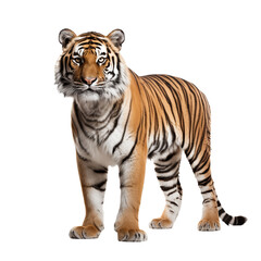 Tiger prowling, approaching and looking at the camera, isolated . AI generated content
