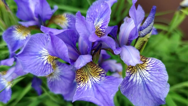 Close-up top view of violet-blue Iris sibirica (Siberian iris or Siberian flag) flowers with striped pattern on petals swaying on wind. Soft focus. Slow motion video. Ornamental plants theme.