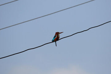 White-throated kingfisher bird in Nepal.