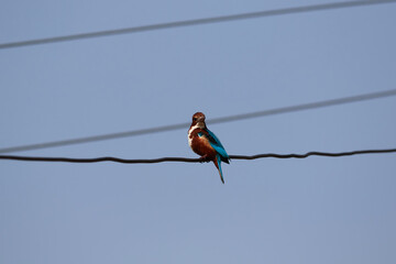 White-throated kingfisher bird in Nepal.