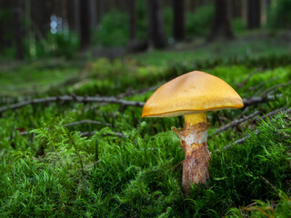 Edible yellow mushroom Suillus grevillei or Grevilles bolete in green moss with beautiful forest in the background