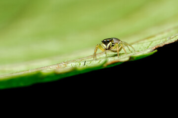jumping spider on a green leaf