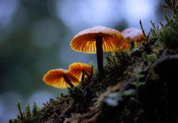 mushroom in the forest