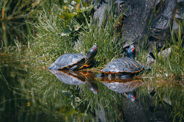 A couple of red-eared slider turtles are basking in the sun near the green grasses. Close-up portrait of red-eared slider couple with reflection in the water.