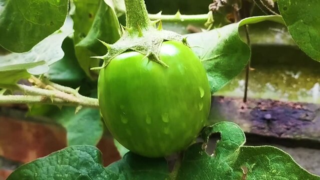 Brinjal vegetables.Solanum melongena.Eggplant, aubergine or brinjal is a plant species in the nightshade family Solanaceae.Eggplant plant growing in Community garden.