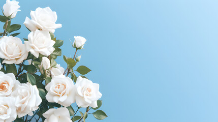 White roses on a light blue background, wedding, valentine's day, easter, birthday, happy women's day, mother's day, flat lay, top view, copy space