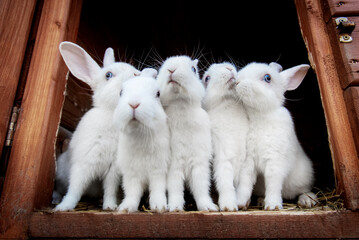 Group of funny little rabbits in the hutch