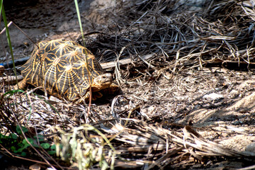 Indian Star Tortoise captured from Gujarat, India.