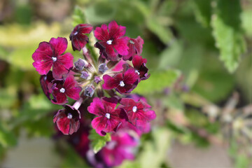 Verbena Superbena Burgundy flowers