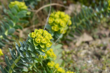 Myrtle spurge flowers