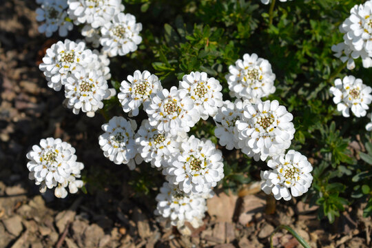 Evergreen candytuft Fishbeck flowers