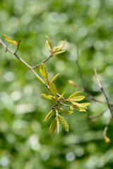 Lebanon oak new leaves