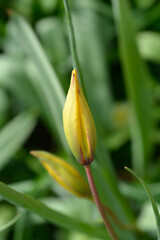 Obraz premium Wild Tulip flower bud