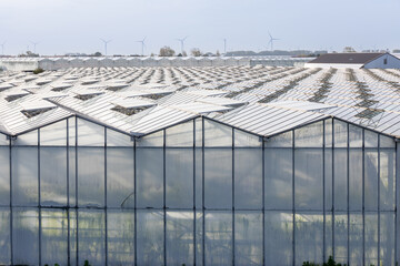 Kassen met geopende ramen voor beluchting. De glastuinbouw in het Westland is in hoge mate...