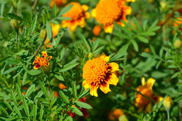 French marigold flowers