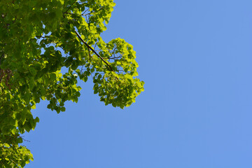 Fototapeta premium Small-leaved lime branches