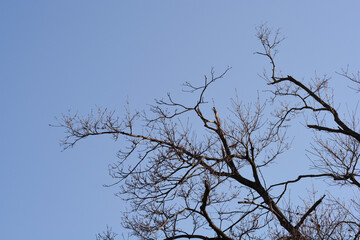 Norway maple in the winter